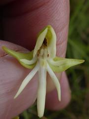 Habenaria barbertoni