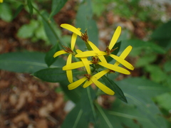 Senecio ovatus alpestris