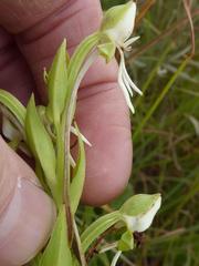 Habenaria barbertoni