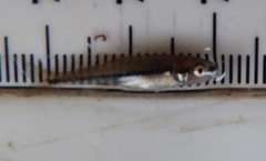 Phoxinus phoxinus