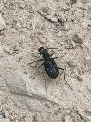 Cicindela obsoleta