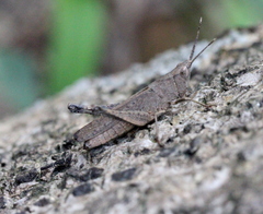 Phlaeoba angustidorsis