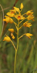 Eulophia odontoglossa
