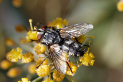 Tachinidae