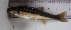 Phoxinus phoxinus