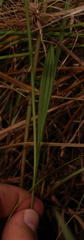 Eulophia odontoglossa