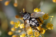 Tachinidae