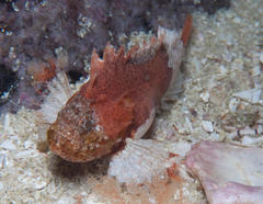 Coccotropsis gymnoderma