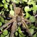 Highveld Baboon Spider - Photo (c) Andrew Hankey, some rights reserved (CC BY-SA), uploaded by Andrew Hankey