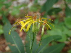 Senecio ovatus alpestris