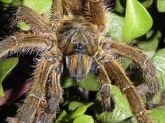 Harpactira hamiltoni