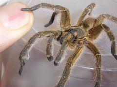 Harpactira hamiltoni