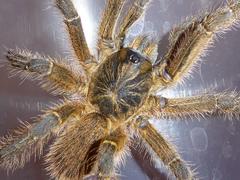 Harpactira hamiltoni