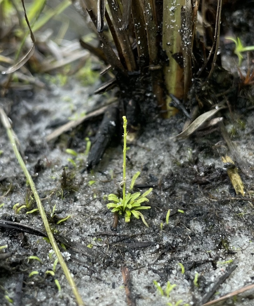 Utricularia simulans Pilg.