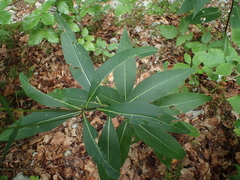 Senecio ovatus alpestris