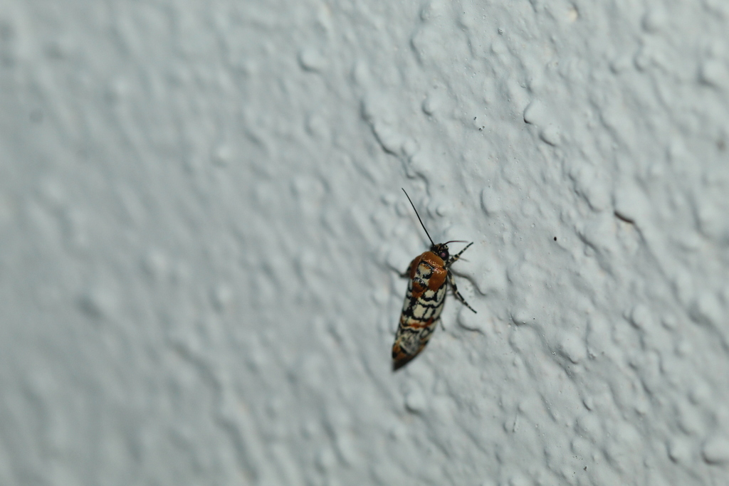 Spotted Spragueia from Goliad County, TX, USA on September 06, 2021 at