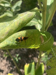 Oncopeltus fasciatus