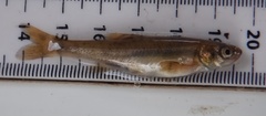 Phoxinus phoxinus