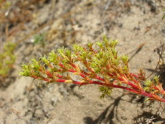 Lastarriaea coriacea
