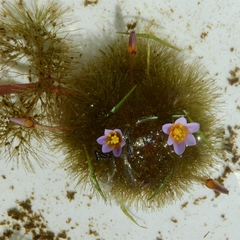 Cabomba furcata