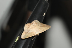 Prochoerodes olivata