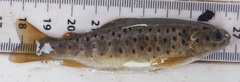 Salmo trutta