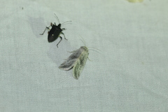 Plagiomimicus caesium