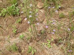 Wahlenbergia huttonii