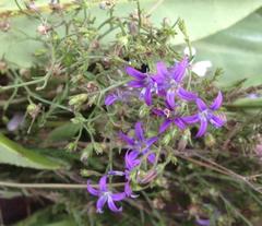 Wahlenbergia huttonii