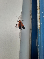 Oncopeltus nigriceps