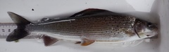 Thymallus thymallus