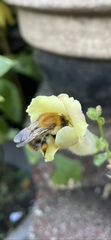 Bombus pascuorum