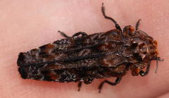 Anadora cupriventris