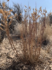 Astragalus eremiticus