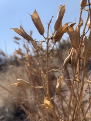 Astragalus eremiticus