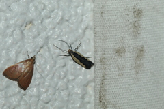 Dichomeris serrativittella