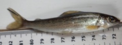 Thymallus thymallus