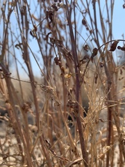 Astragalus eremiticus