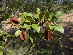 Combretum hereroense hereroense
