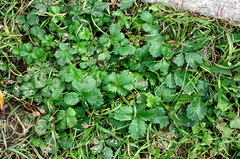 Potentilla intermedia