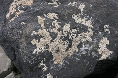 Spirobranchus triqueter