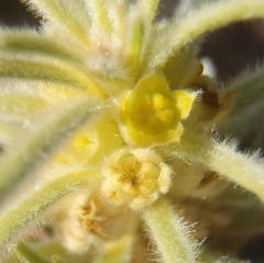 Phylica velutina