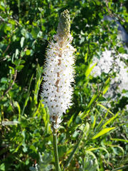 Bulbinella cauda-felis