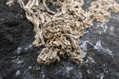 Spirobranchus triqueter