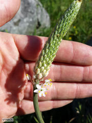 Bulbinella cauda-felis