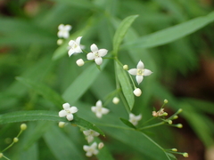 Galium aristatum
