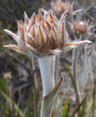 Dilatris corymbosa
