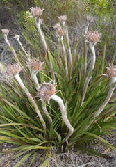Dilatris corymbosa