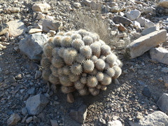 Copiapoa cinerea