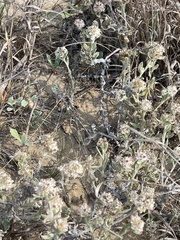 Helichrysum candolleanum